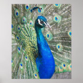 Schönes Blue Peacock fotografisch Poster (Vorne)