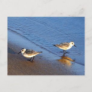 Schönes Blue Water Sandpiper Foto Postkarte
