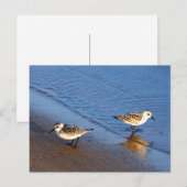 Schönes Blue Water Sandpiper Foto Postkarte (Vorne/Hinten)