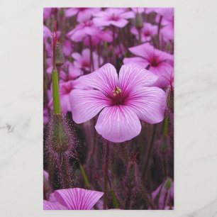 Schönes Blumen Briefpapier