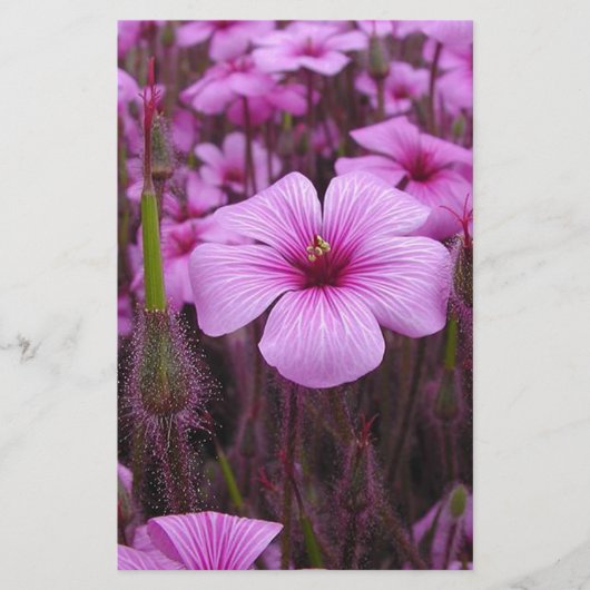 Schönes Blumen Briefpapier (Vorderseite)