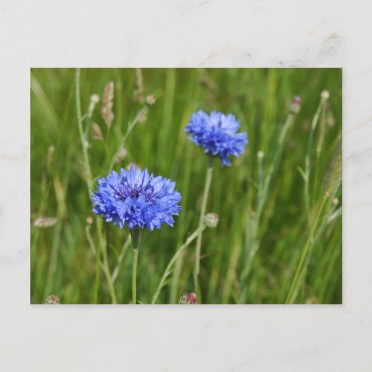 Schönes Blumenmuster Wiesen Blume Design Postkarte (Vorderseite)