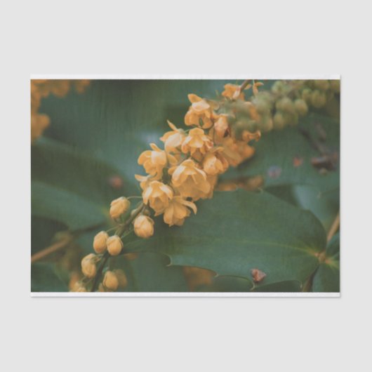 Schönes Blumenpapier für Blume Seidenpapier (Vorderseite)