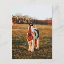 Schönes braunes Paint Draft Horse Foto