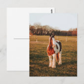 Schönes braunes Paint Draft Horse Foto Postkarte (Vorne/Hinten)