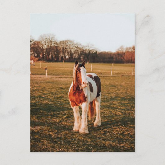 Schönes braunes Paint Draft Horse Foto Postkarte (Vorderseite)