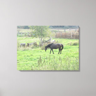 Schönes braunes Pferd auf der Weide  Foto-Wandkuns Leinwanddruck