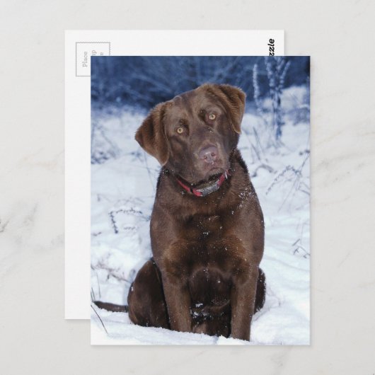 Schönes Brown Dog Design Postkarte (Vorne/Hinten)