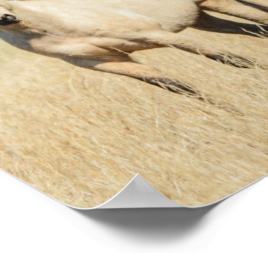 Schönes Buckskin Pferd Poster (Ecke)
