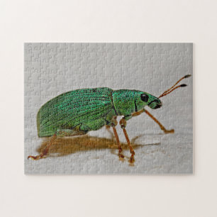 Schönes Bug-farbiges Wevil Macro Foto Puzzle