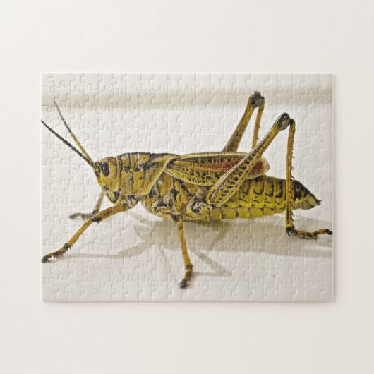 Schönes Bug Grasshopper Locust Foto Puzzle (Horizontal)