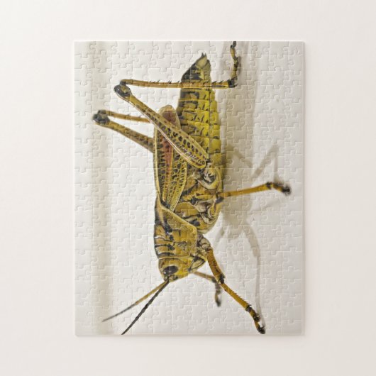 Schönes Bug Grasshopper Locust Foto Puzzle (Vertikal)