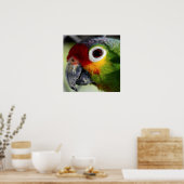 Schönes buntes Papageienportrait Poster (Küche)