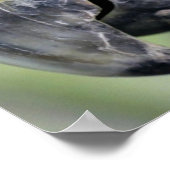 Schönes buntes Papageienportrait Poster (Ecke)