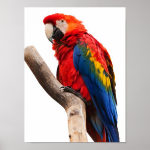 Schönes buntes Scharlachrot Macaw-Papageien-Vogel- Poster