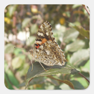 Schönes Butterfly-Set Quadratischer Aufkleber