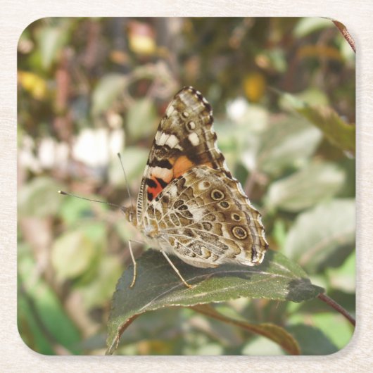 Schönes Butterfly Untersetzer Set (Vorderseite)