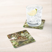 Schönes Camouflage Butterfly Untersetzer Set (Vor Ort)