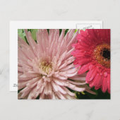 schönes Chrysanthemum Postkarte (Vorne/Hinten)