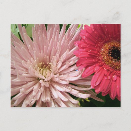 schönes Chrysanthemum Postkarte (Vorderseite)