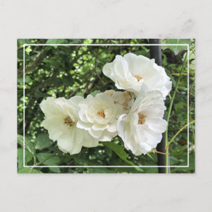Schönes Cluster White Roses Chic Floral Postcard Feiertagspostkarte