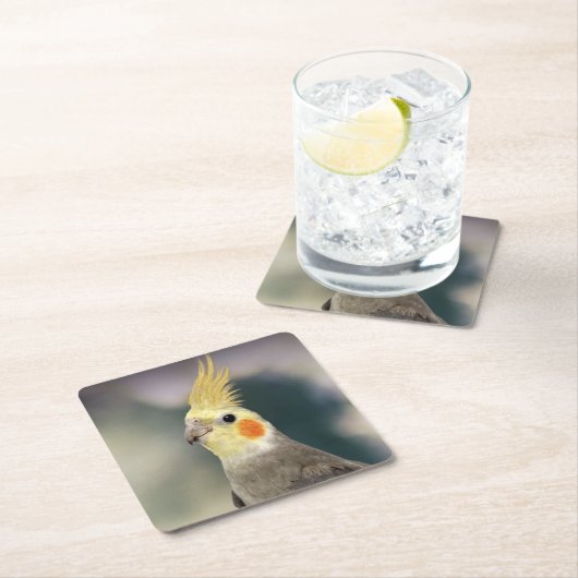 Schönes Cockatiel Untersetzer Set (Vor Ort)