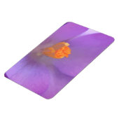 Schönes Crocus Premium Magnet (Linke Seite)