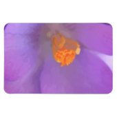 Schönes Crocus Premium Magnet (Horizontal)