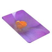 Schönes Crocus Premium Magnet (Rechte Seite)