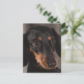 Schönes Dackel-Portrait Postkarte (Stehend Vorderseite)