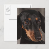 Schönes Dackel-Portrait Postkarte (Vorne/Hinten)