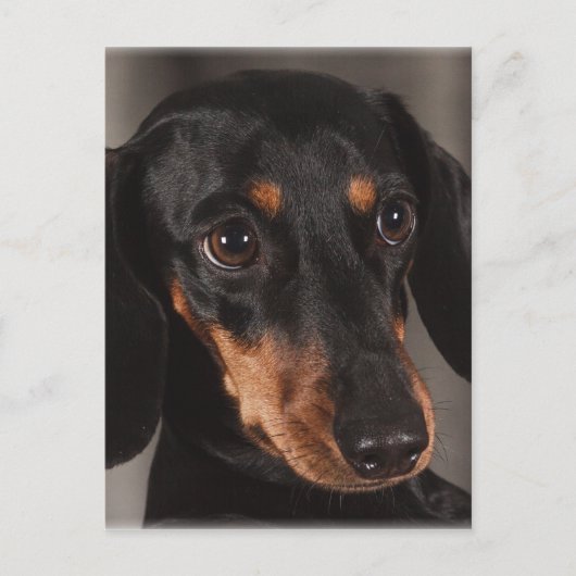 Schönes Dackel-Portrait Postkarte (Vorderseite)