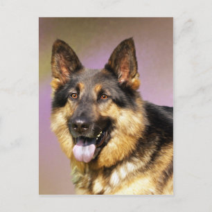 Schönes deutsches Schäferhundeportrait Postkarte