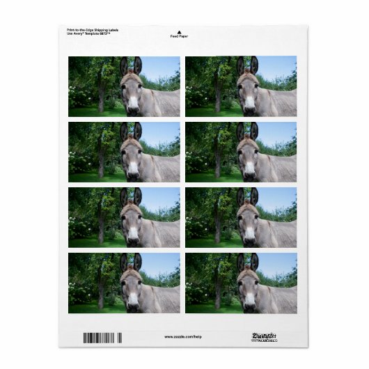 Schönes Donkey-Portrait (Vorne)