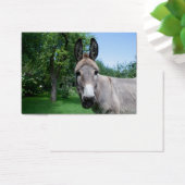 Schönes Donkey-Portrait (Schreibtisch)