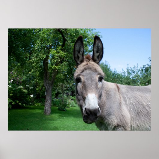 Schönes Donkey-Portrait Poster (Vorne)