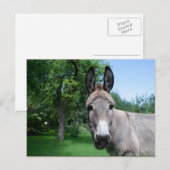 Schönes Donkey-Portrait Postkarte (Vorne/Hinten)