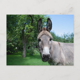 Schönes Donkey-Portrait Postkarte
