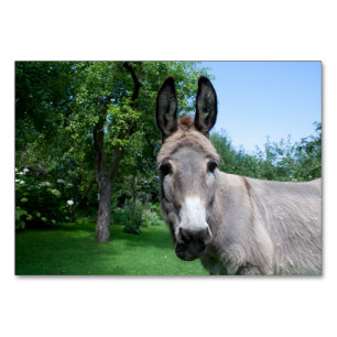 Schönes Donkey-Portrait Tischnummer