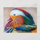 Schönes Duck Portrait Postkarte (Vorderseite)