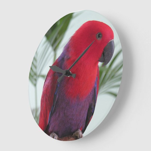 Schönes Eclectus-Papagei-Haustier Große Wanduhr (Winkel)