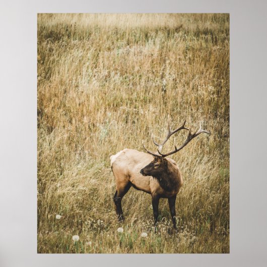 SCHÖNES ELK DEIN POSTER (Vorne)