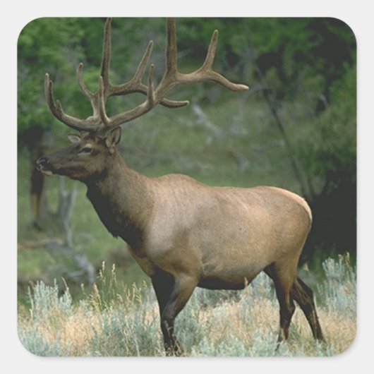 Schönes Elk Quadratischer Aufkleber (Vorderseite)
