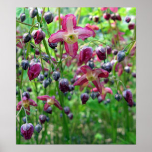 Schönes Epimedium Blume und Buds Frühjahr-Foto Poster