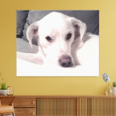 Schönes exquisites Foto von White Dog Gray Leinwan Leinwanddruck (Insitu (Wohnzimmer))