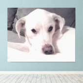 Schönes exquisites Foto von White Dog Gray Leinwan Leinwanddruck (Insitu (Holzboden))