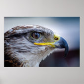 Schönes Falkenportrait Poster (Vorne)