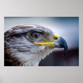 Schönes Falkenportrait Poster