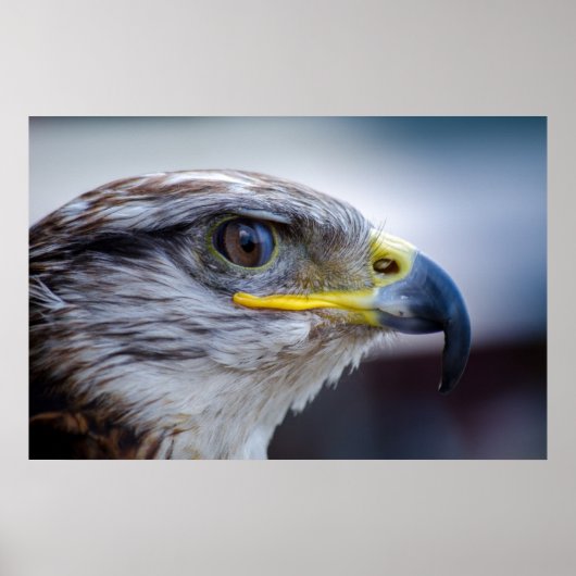 Schönes Falkenportrait Poster (Vorne)