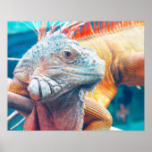 Schönes farbiges Iguana Poster (Vorne)